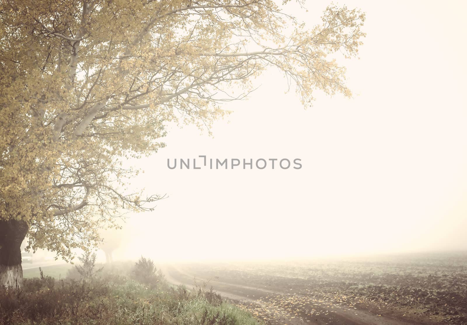 Road and trees, autumne foggy landscape