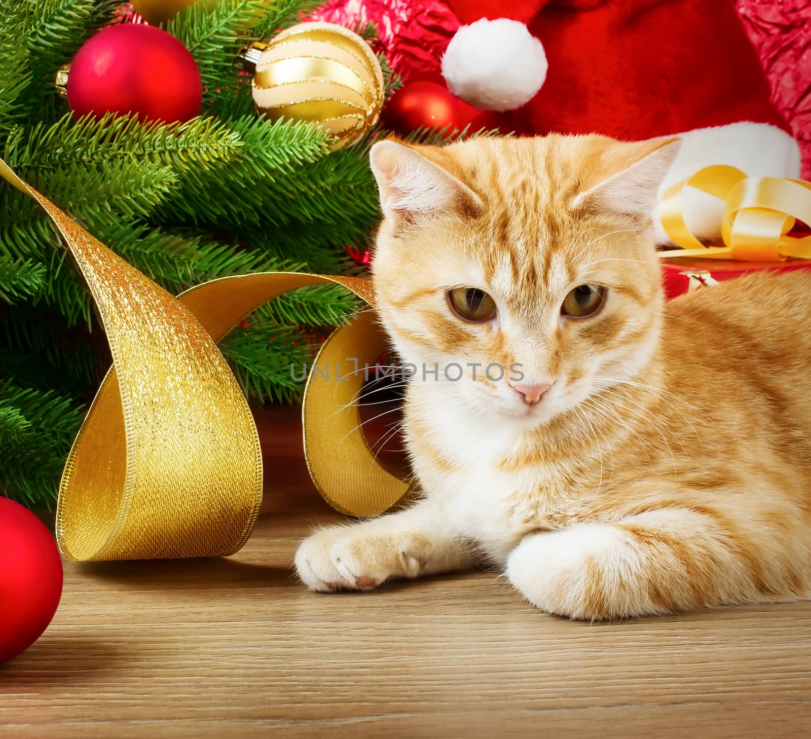 Funny cat and christmas background
