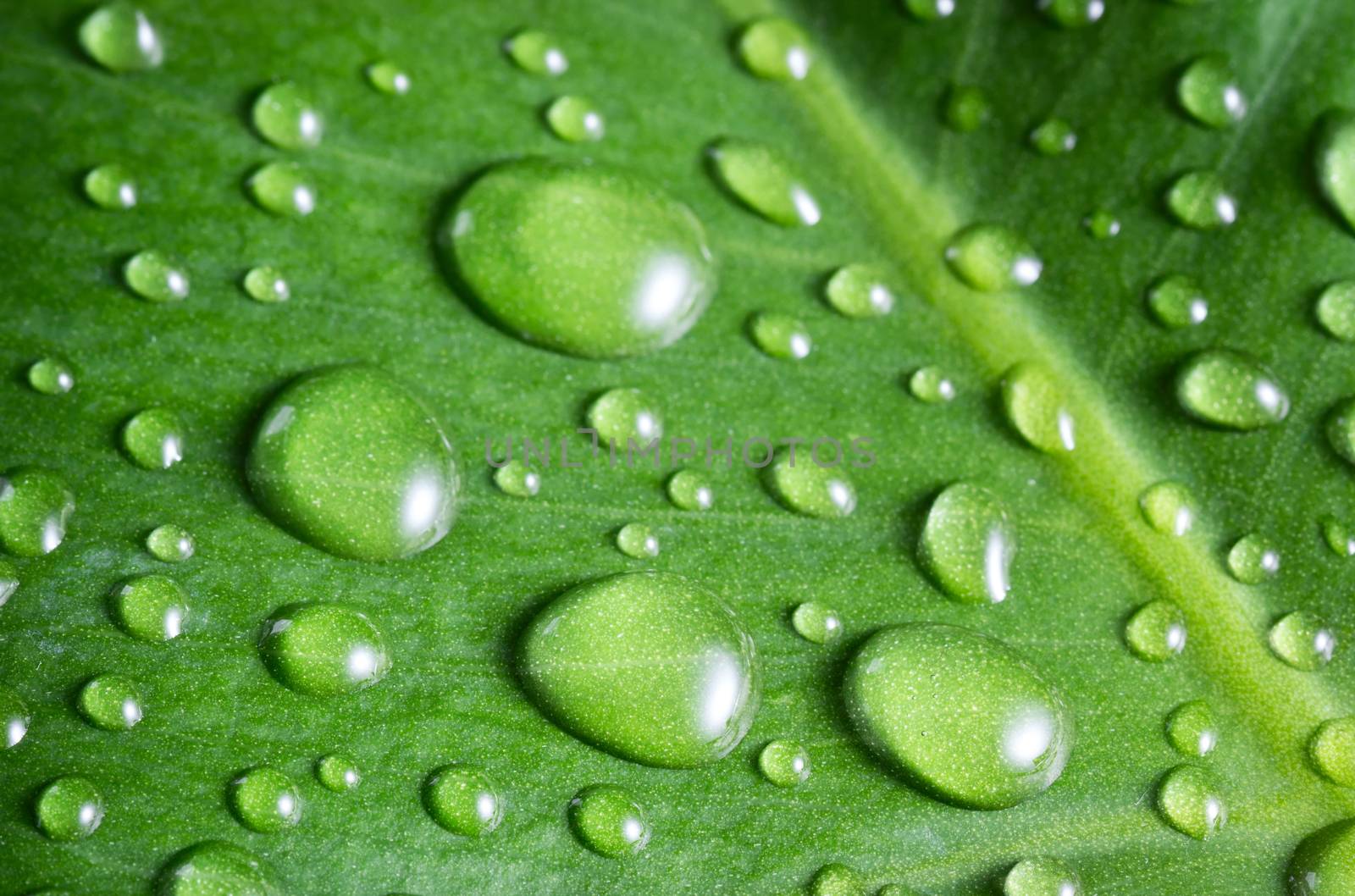 Water drops on green leaf