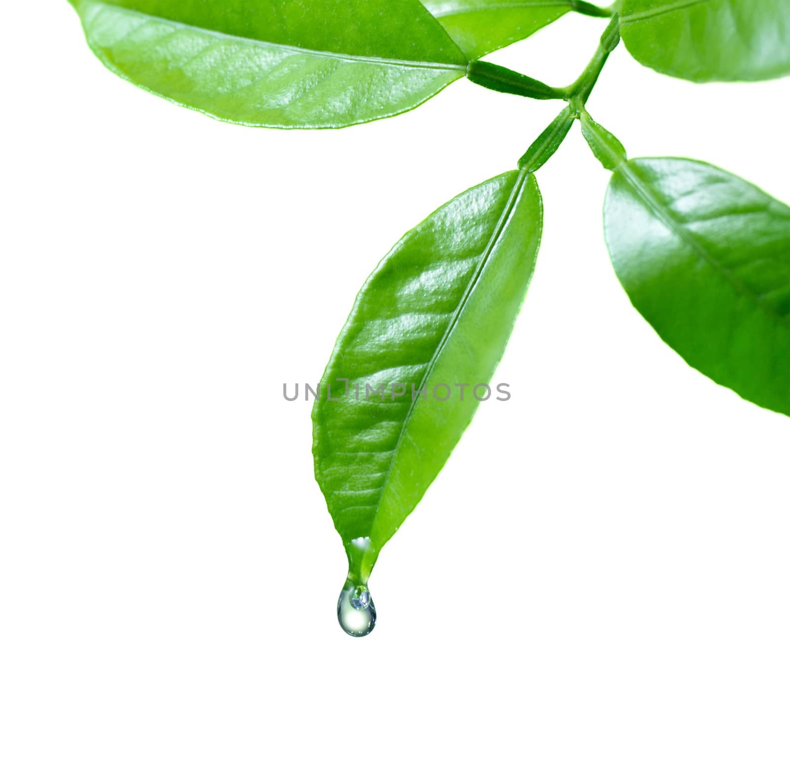 Water drop on leaf isolated on white