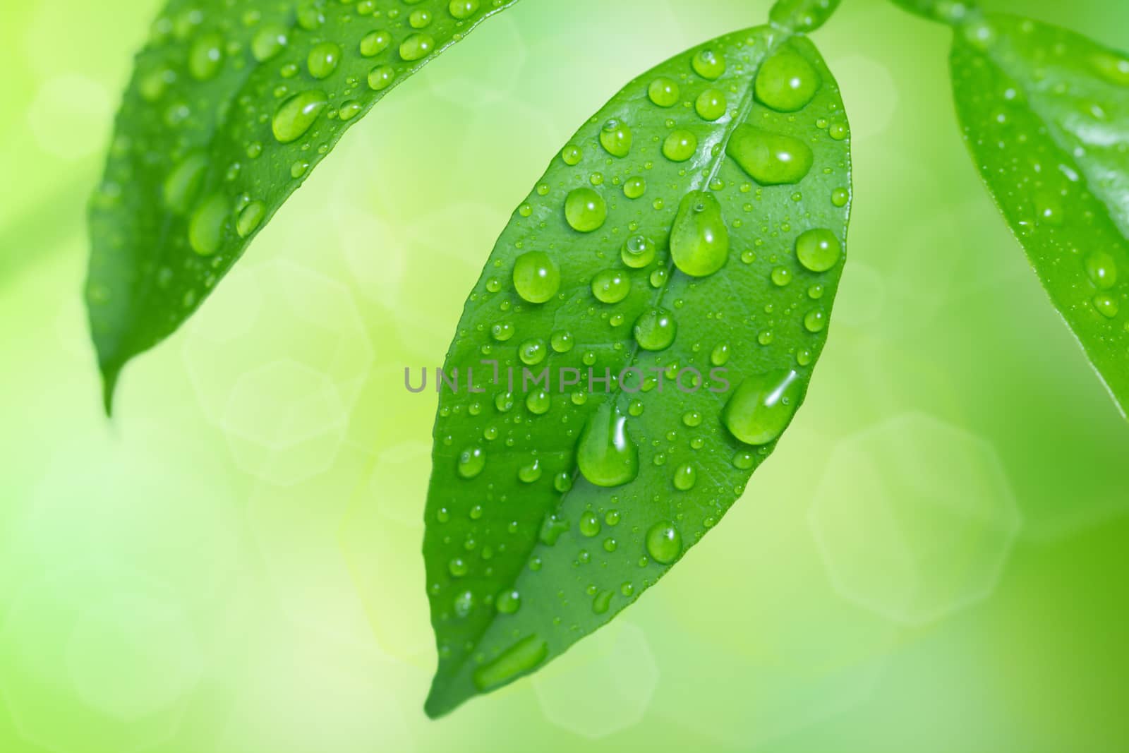 Water drops on green summer leaves