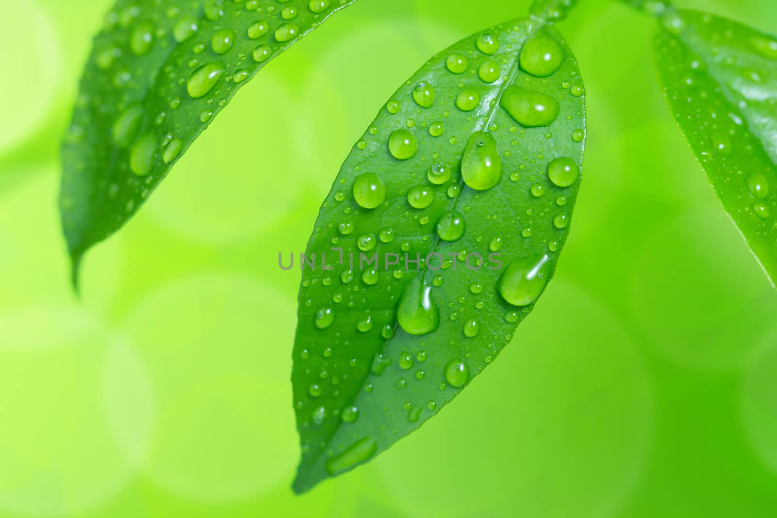 Water drop on green leaves