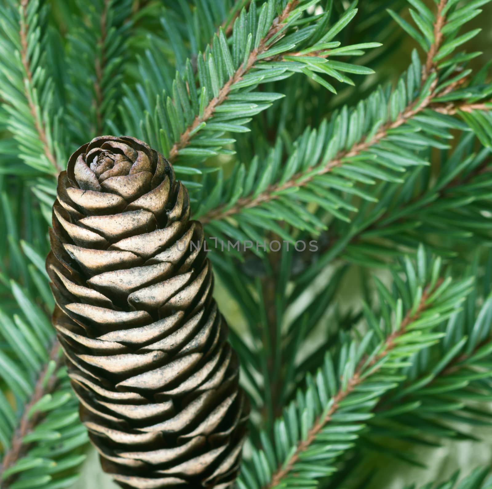Close up view of pine cone with green tree