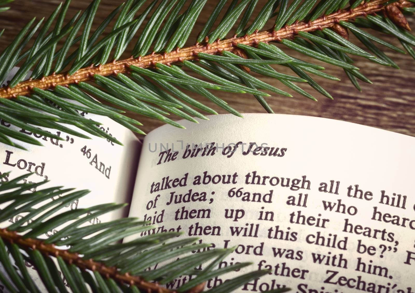 Bible open to Christmass passage with evergreen sprigs