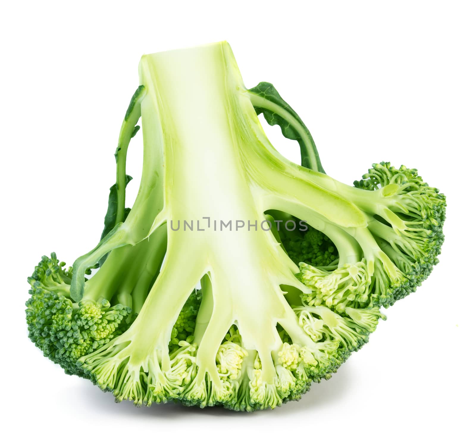 Half of broccoli isolated on white background