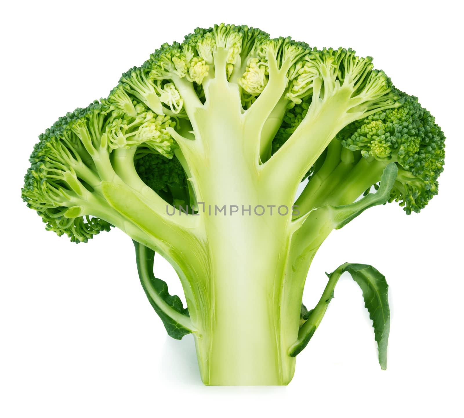 Half of broccoli isolated on white background