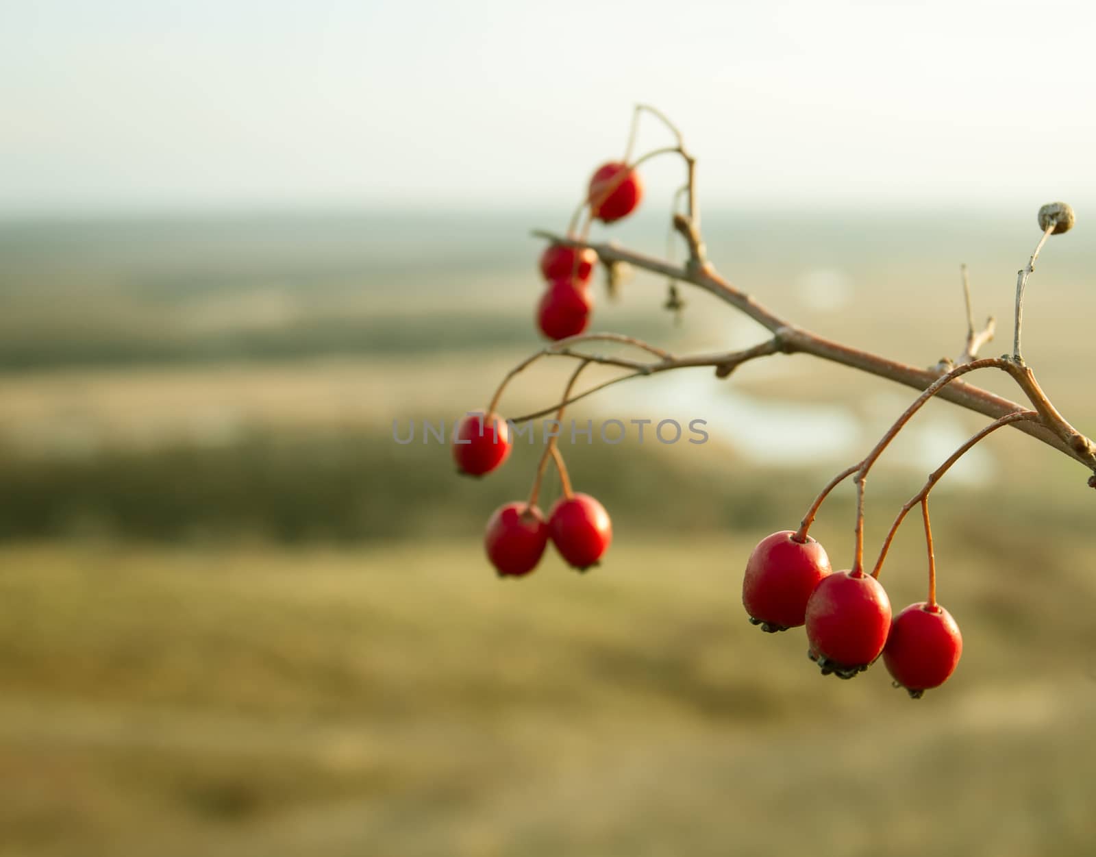 Branch of red berries  by Valengilda