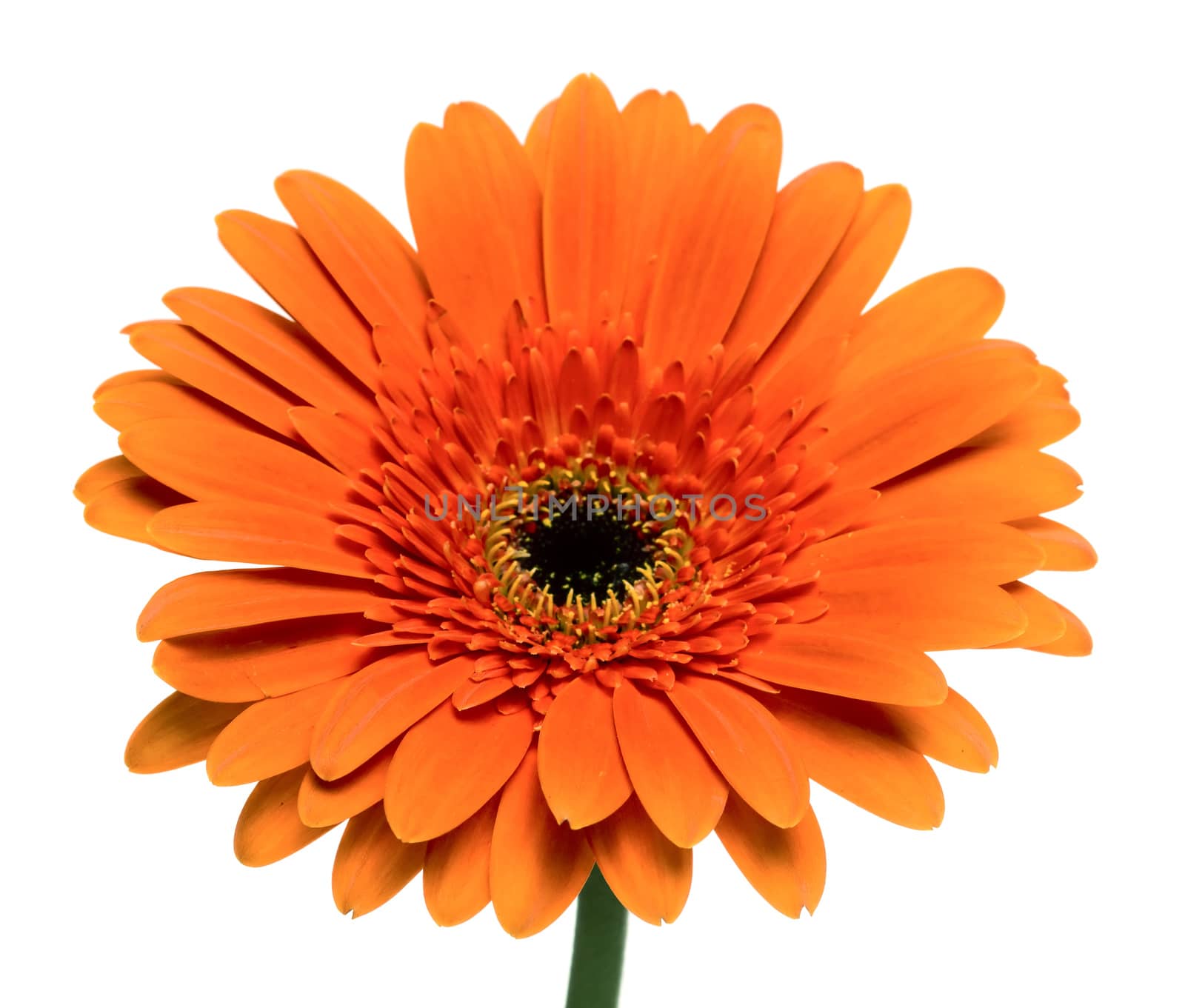 Close up of gerbera flower isolated on white background