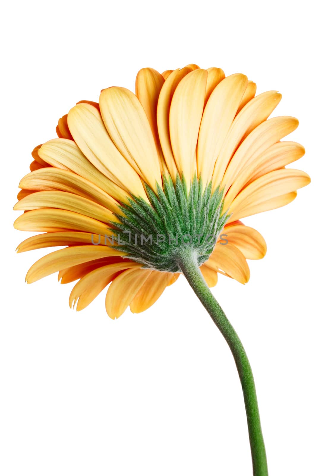 Back side view of gerber daisy flower isolated on white background