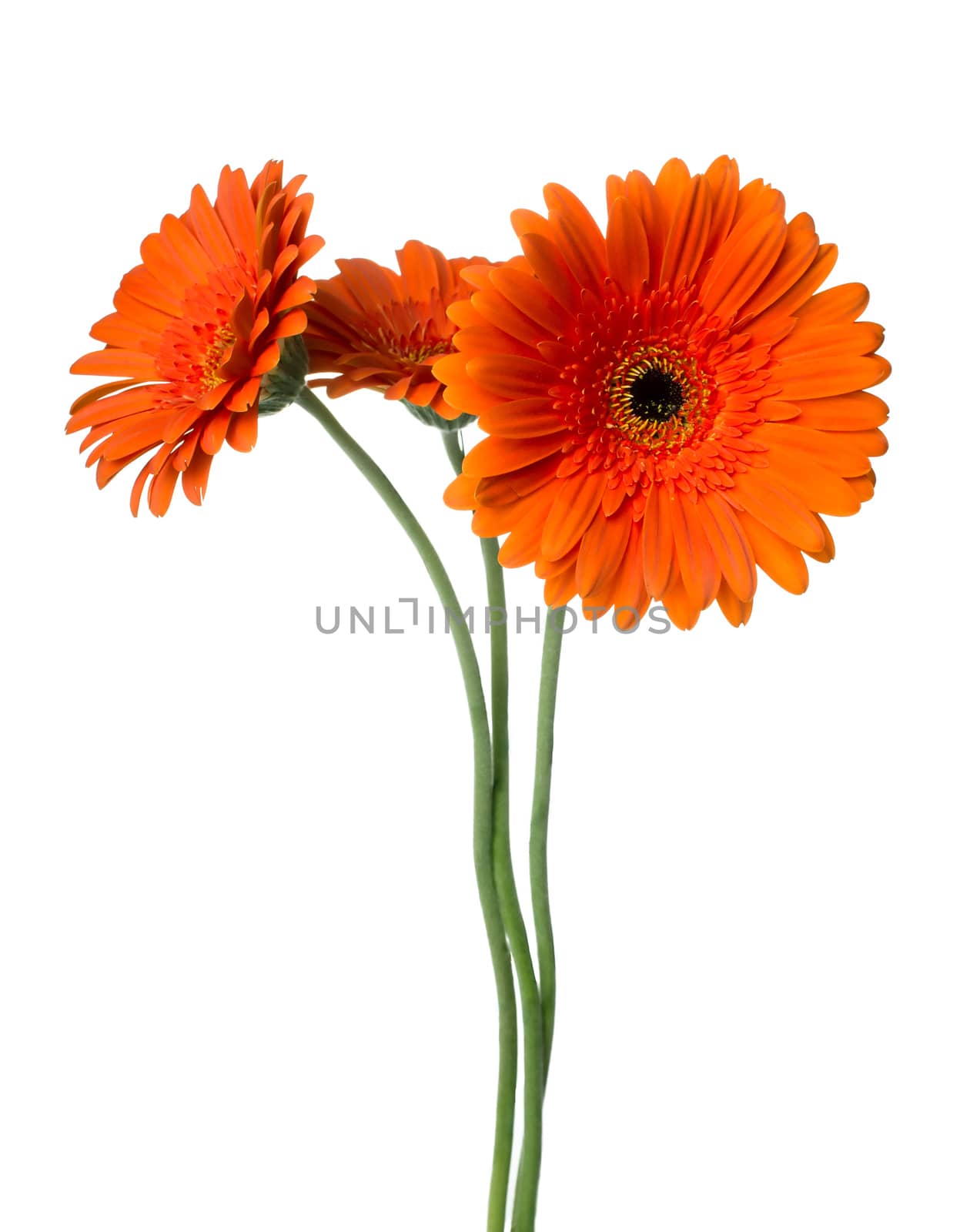 Three Gerber daisy isolated on white background