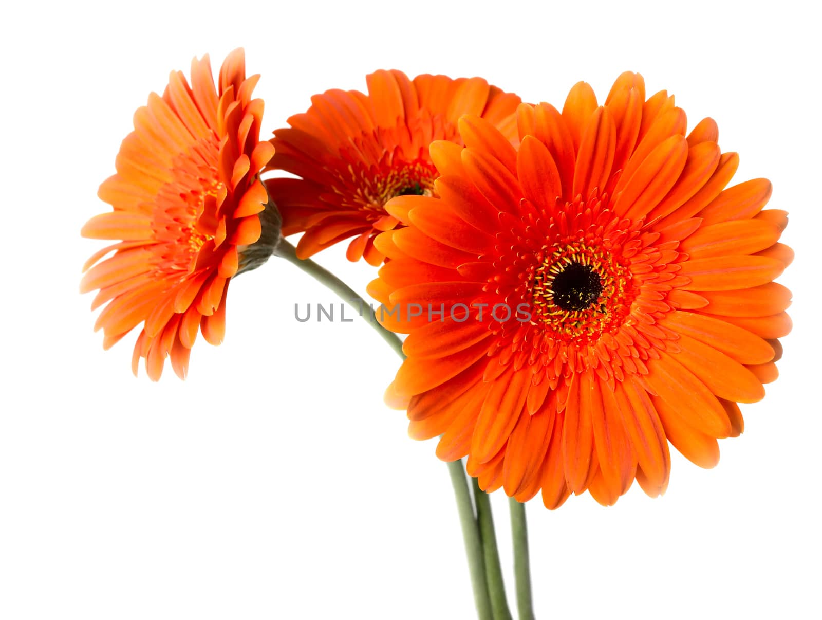 Three Gerber daisy isolated on white background