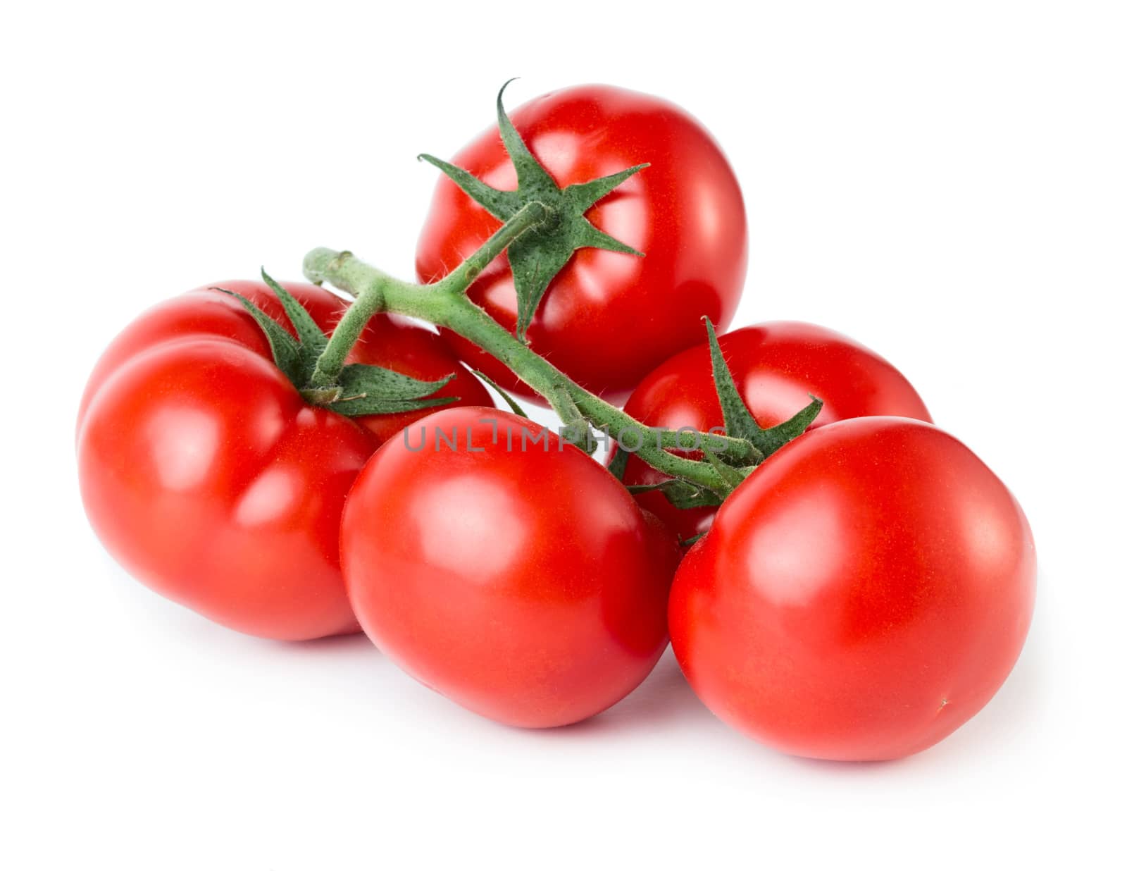 Branch of tomatoes isolated on white background