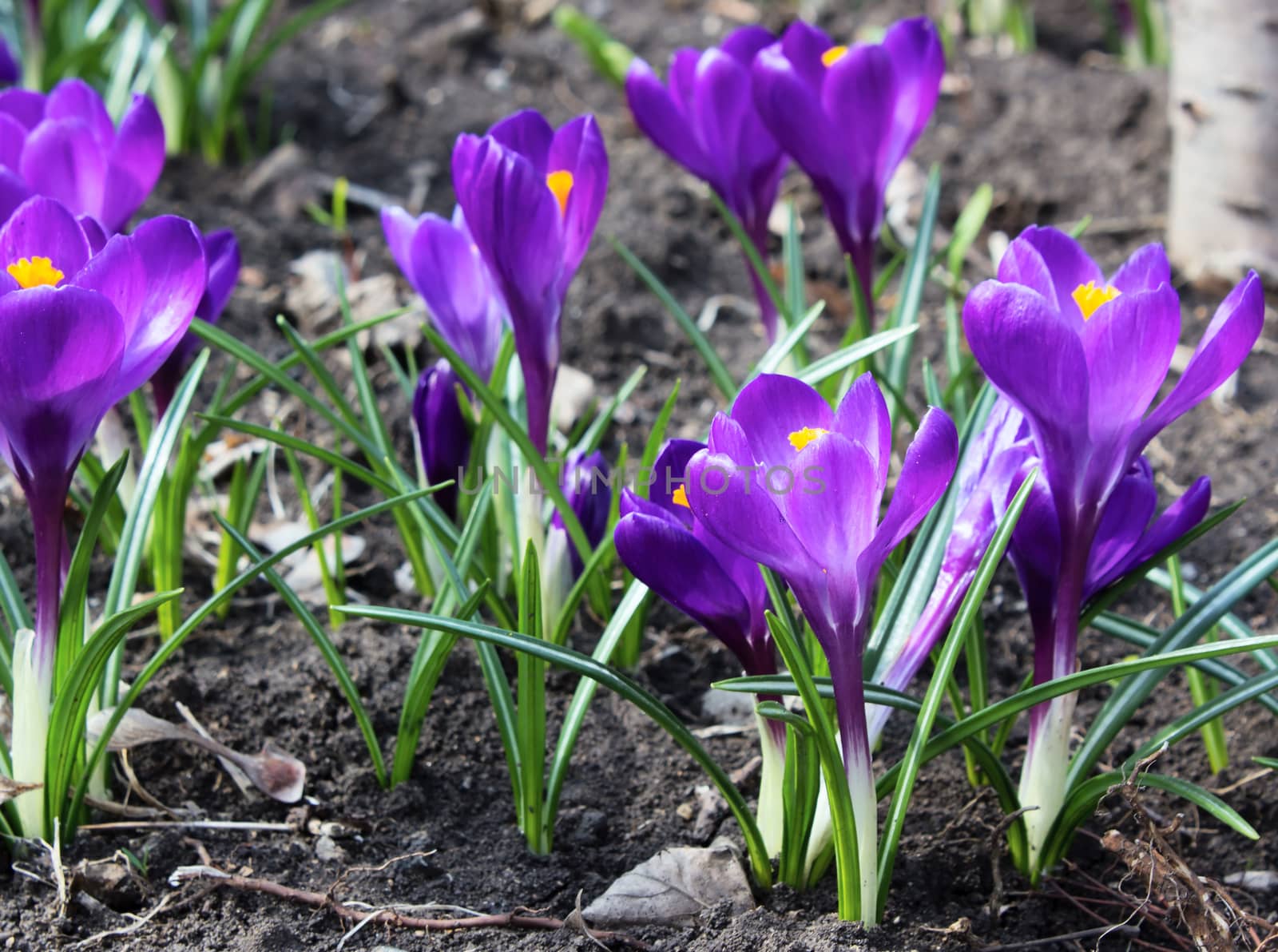 Beautiful first spring flowers in forest