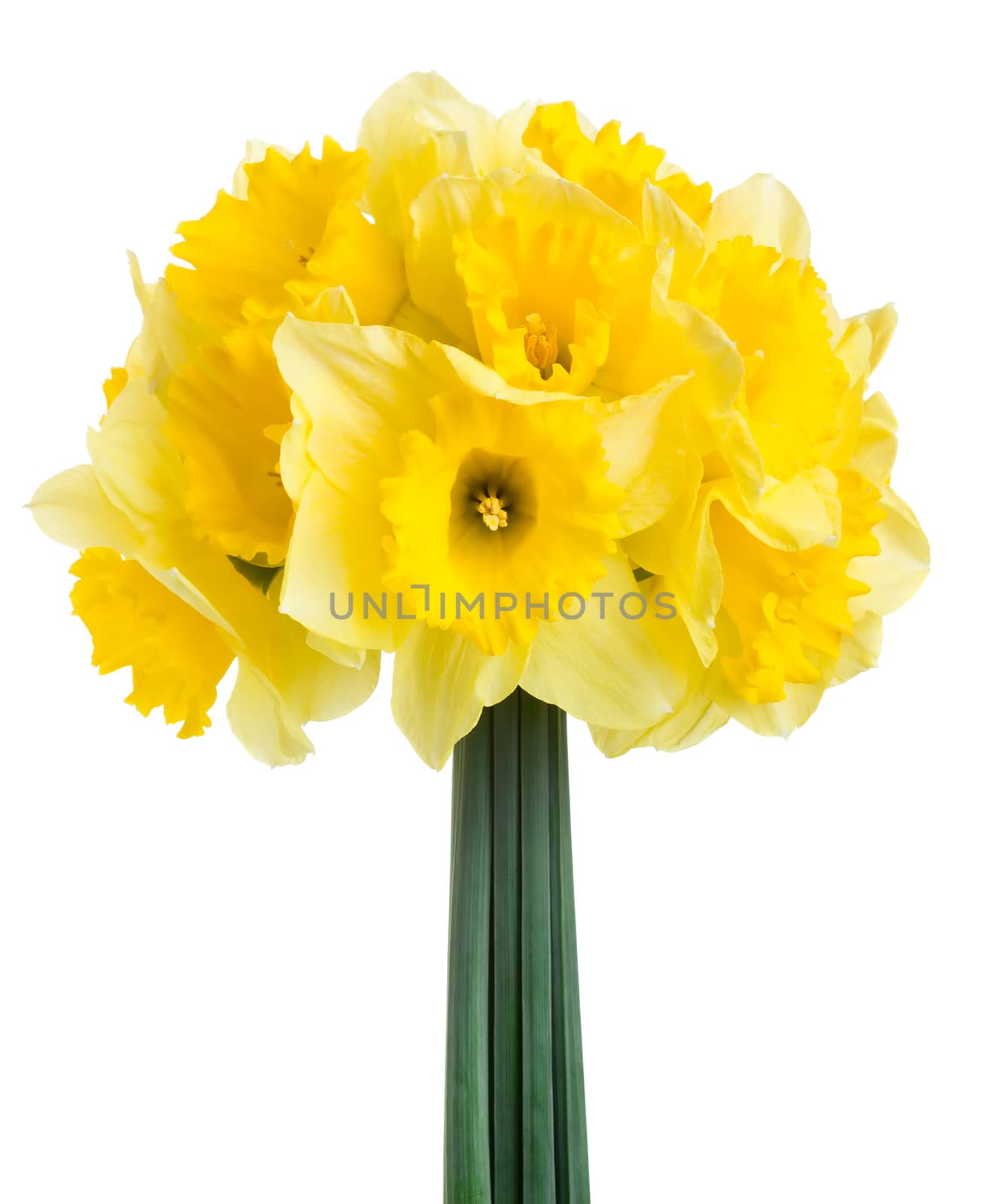 Spring flowers narcissus isolated on white background