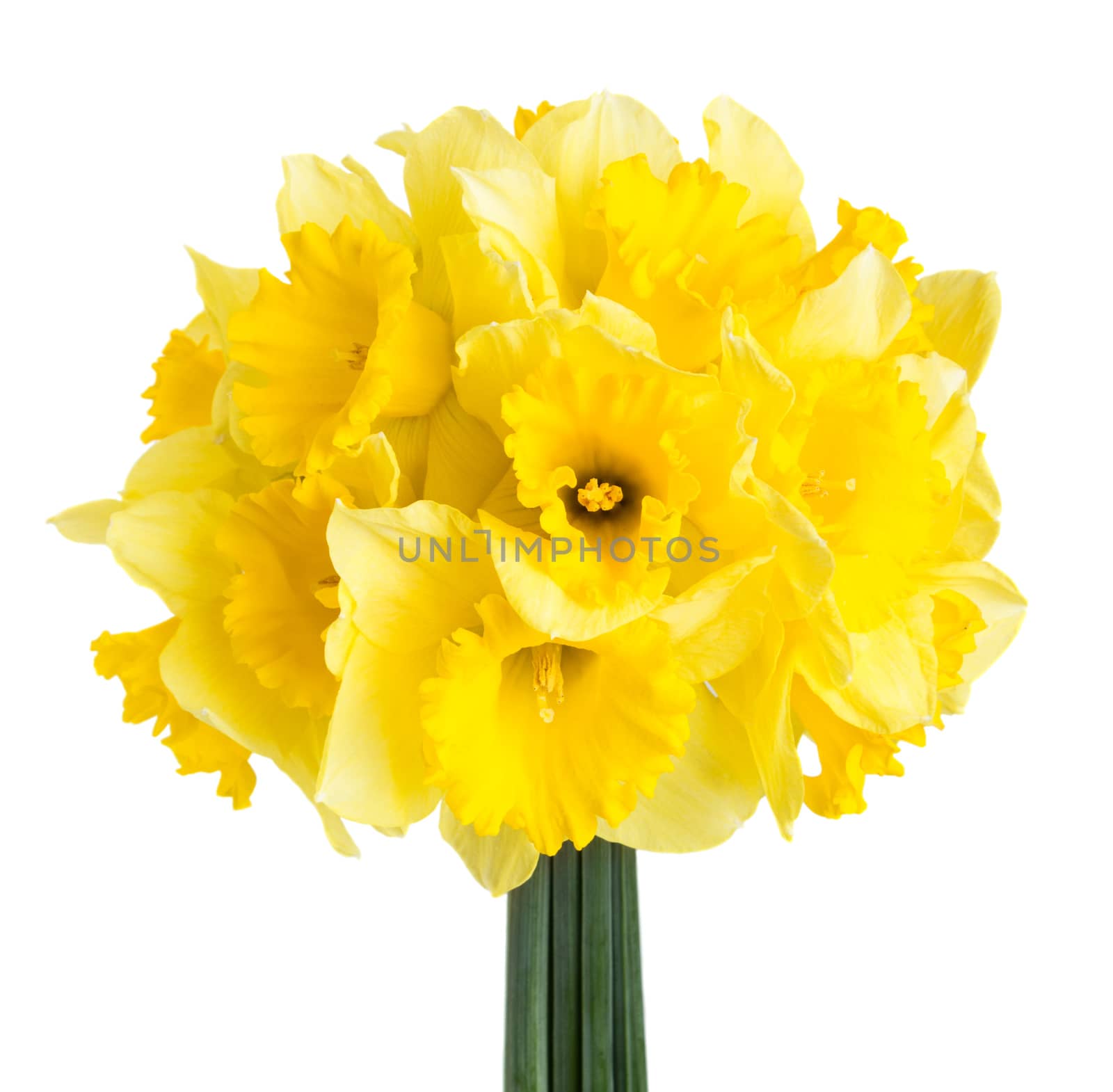 Bouquet of spring narcissus isolated onwhite background