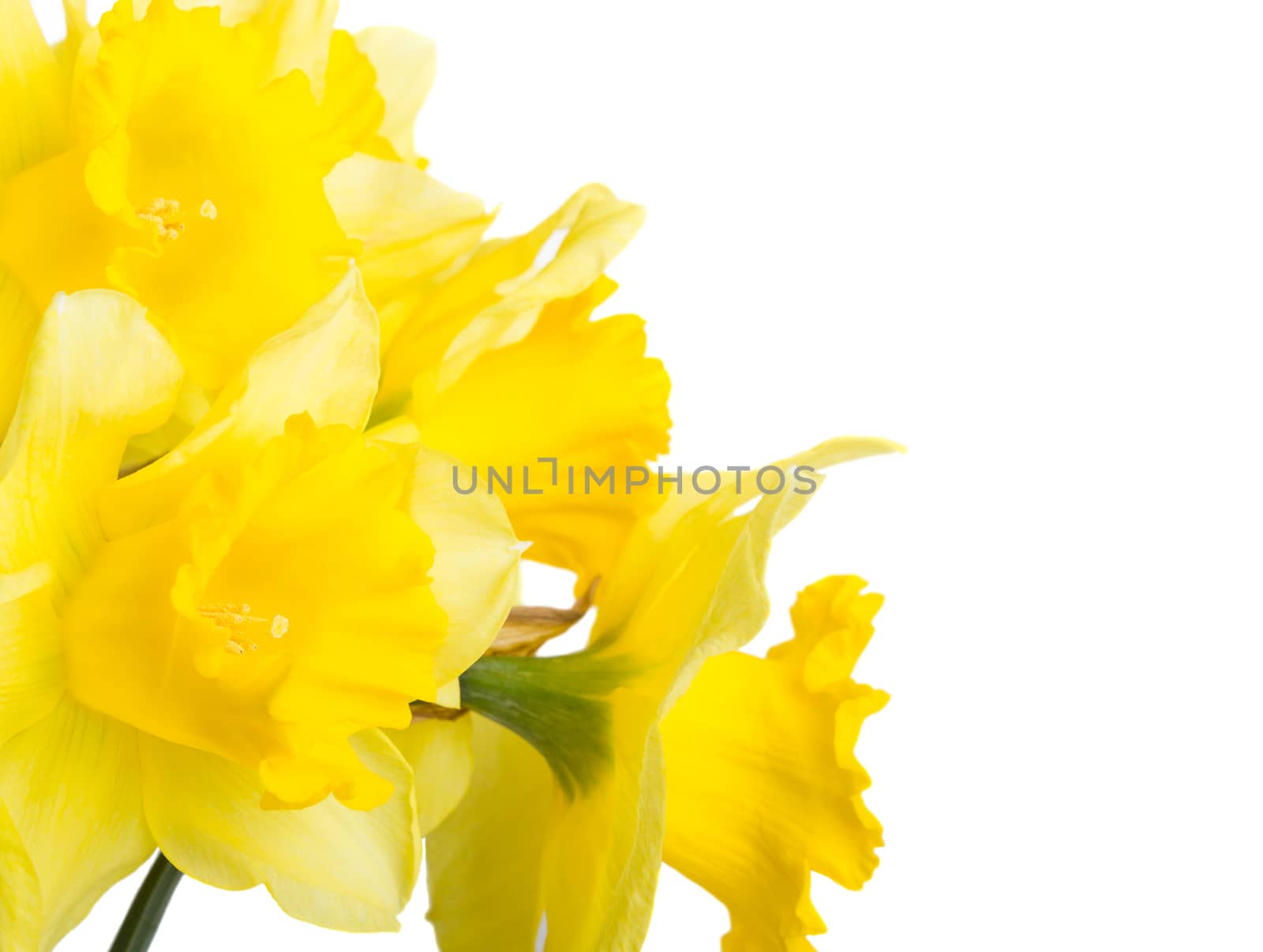 Spring flowers narcissus isolated on white background