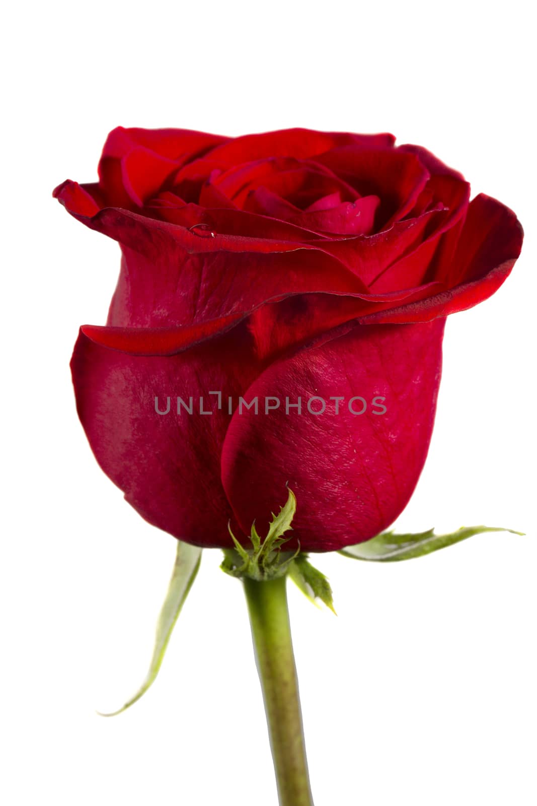Single red rose isolated on white