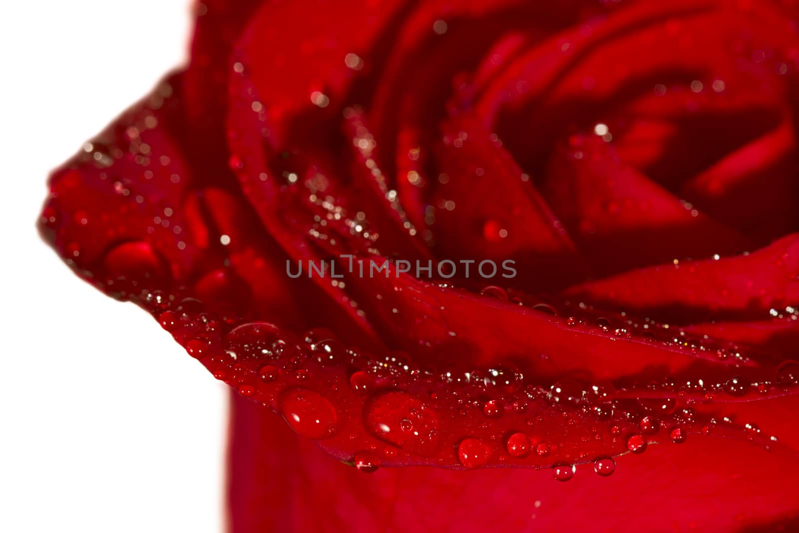 Closeup of red rose with drops isolated on white