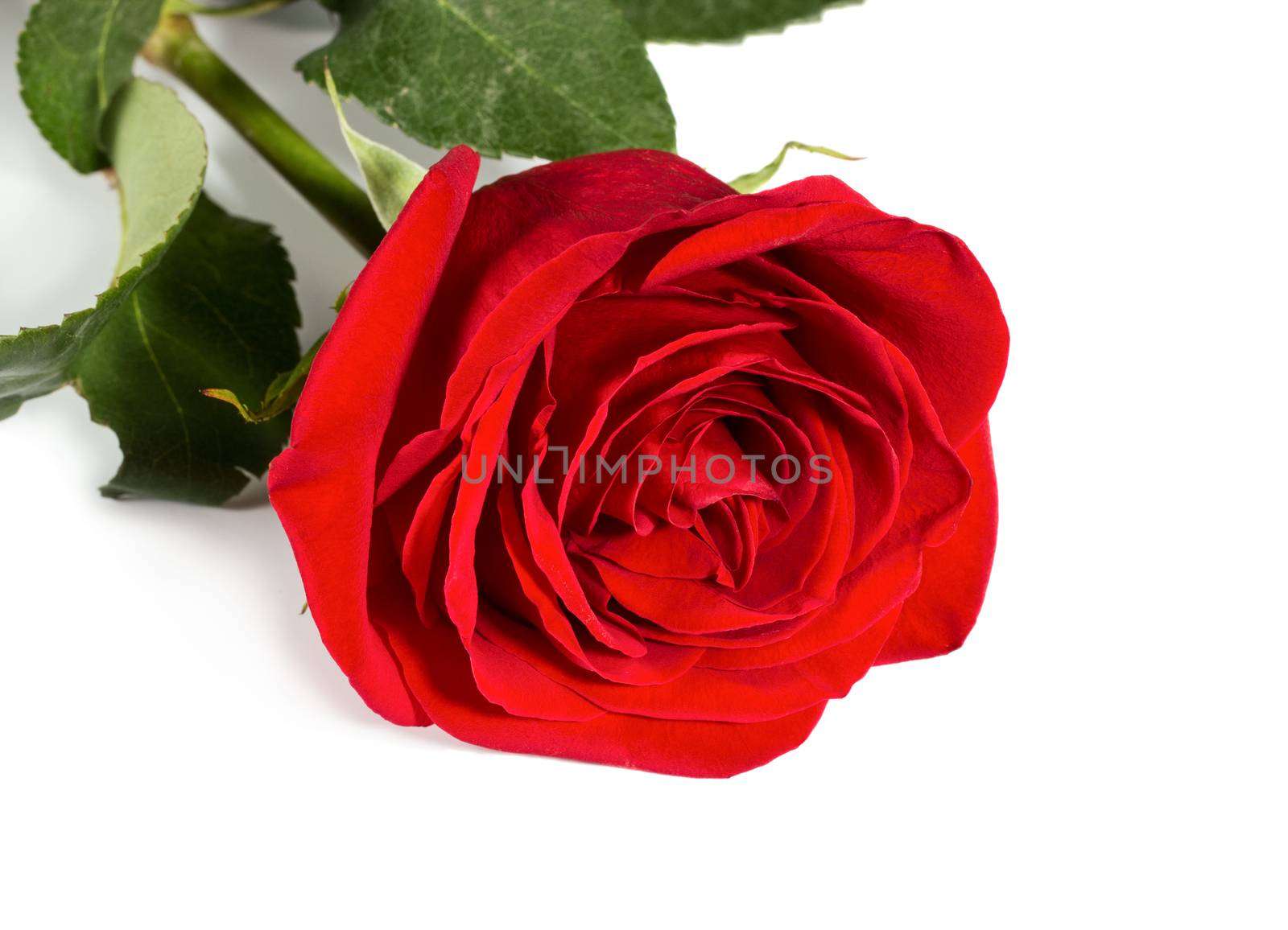 Red rose by Valengilda