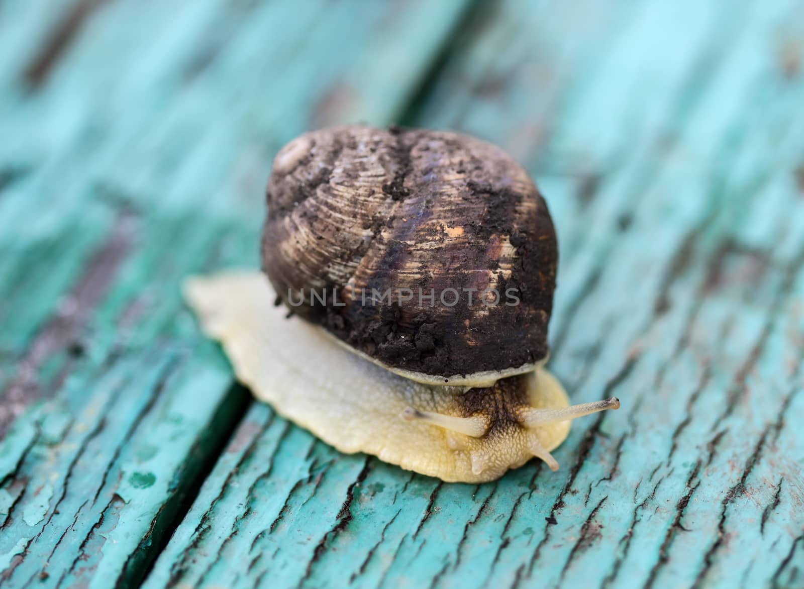 Snail on old painted green table