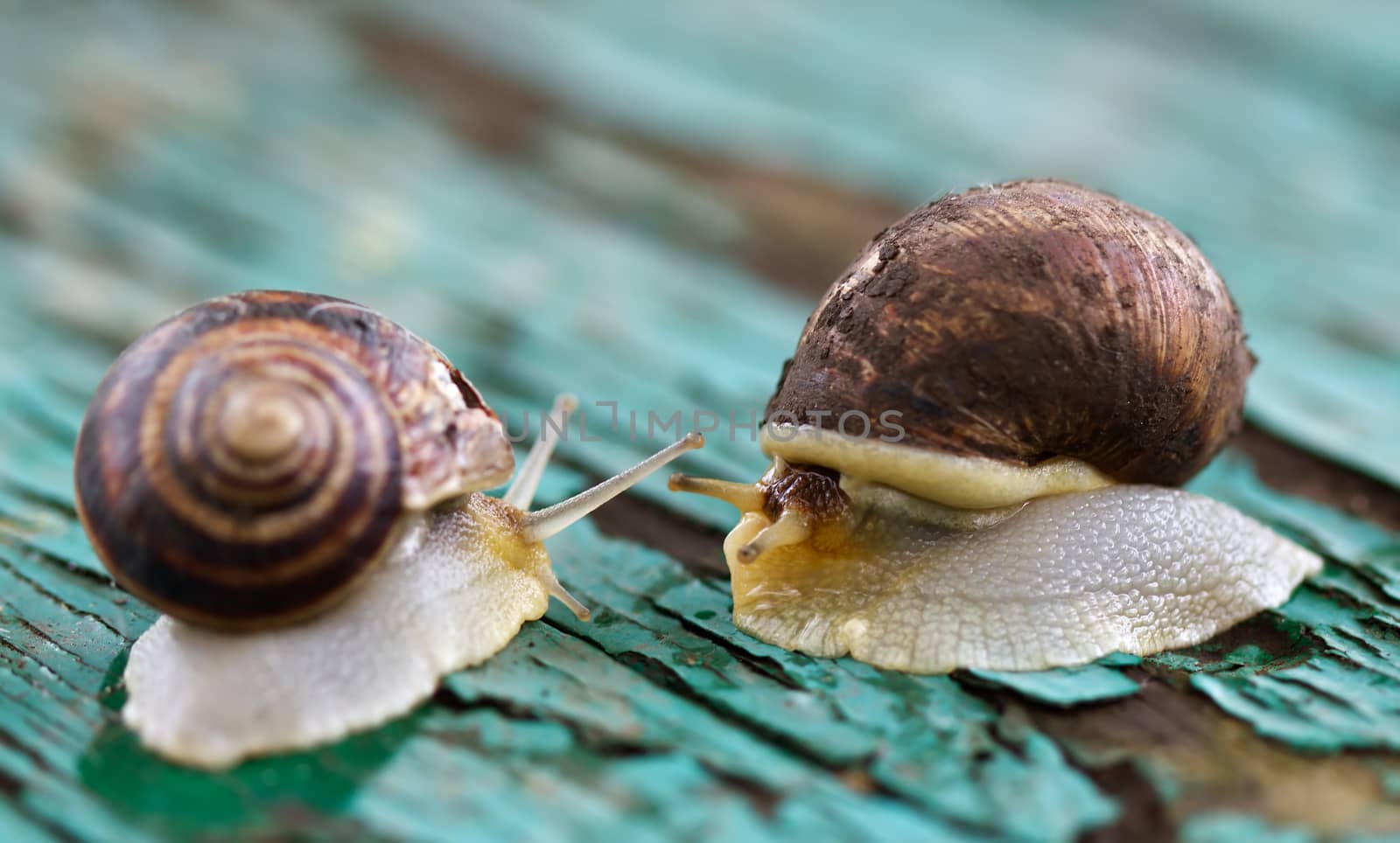 Two snails on old painted green table