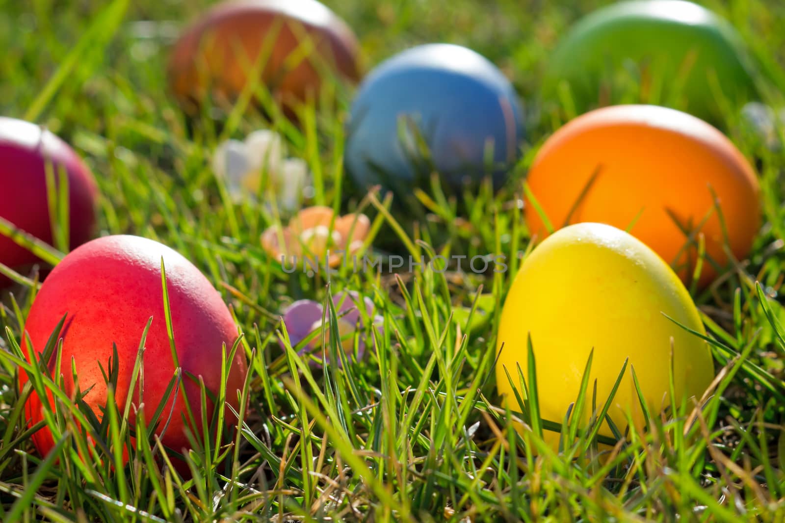Easter eggs hiden in the grass
