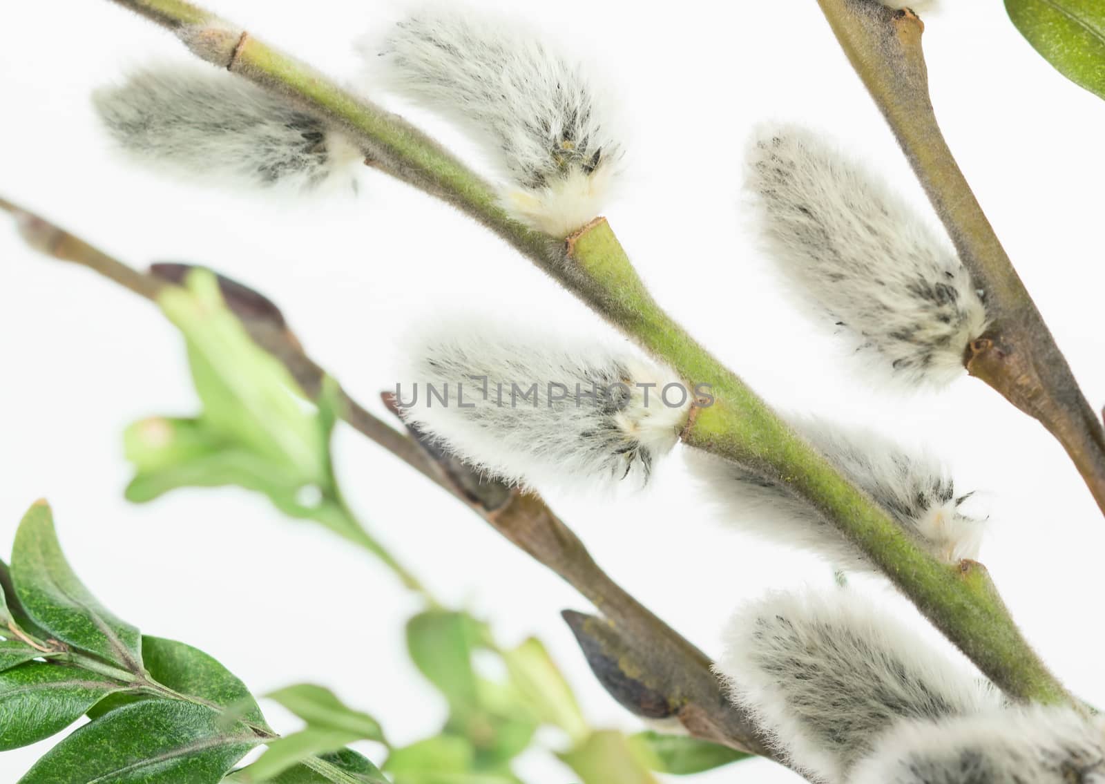 Pussy willow flower branch on bright spring background