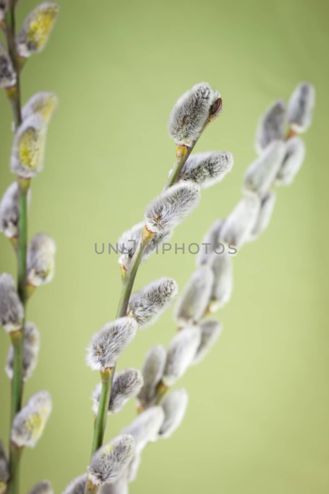 Pussy willow flower branch on green spring background