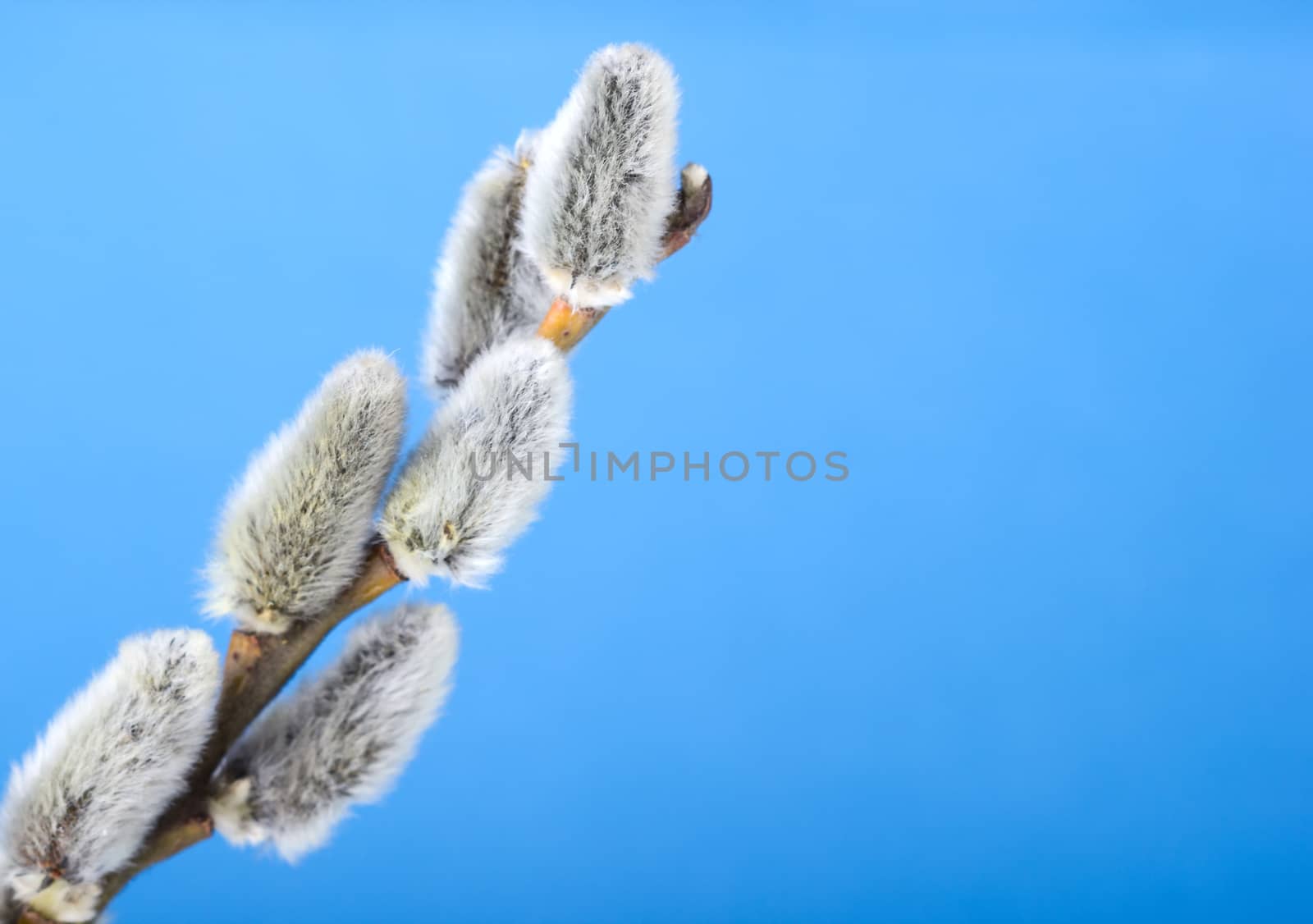 Willow catkins, clear blue sky 