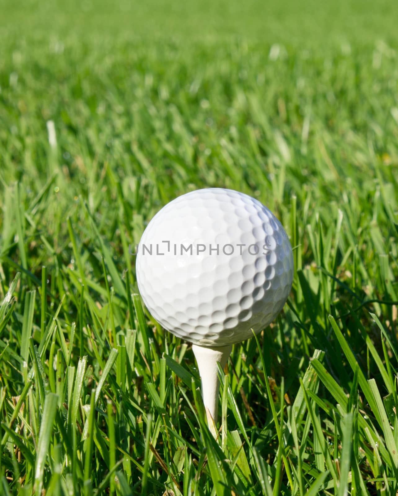 Golf ball on tee. Green grass background