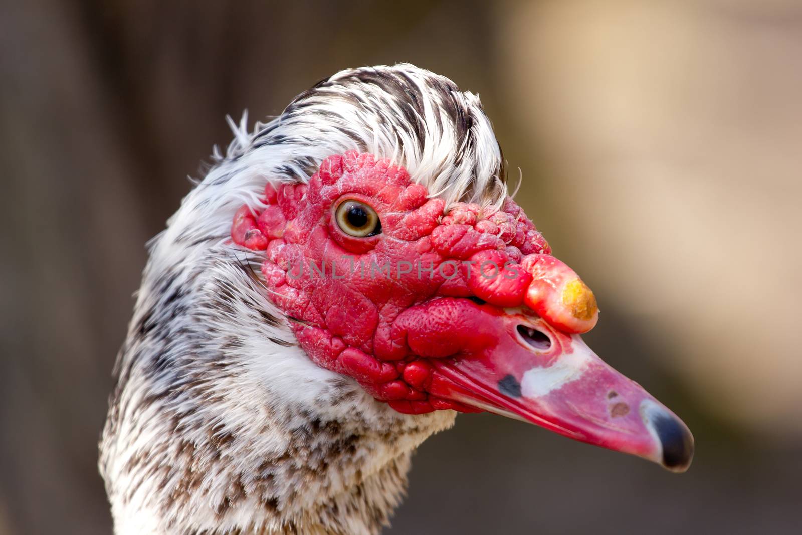 Portrait of muscovy duck by gwolters