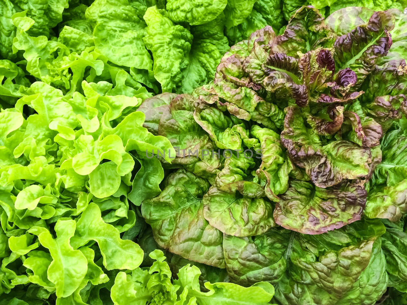 Fresh lettuce growing in the summer garden.