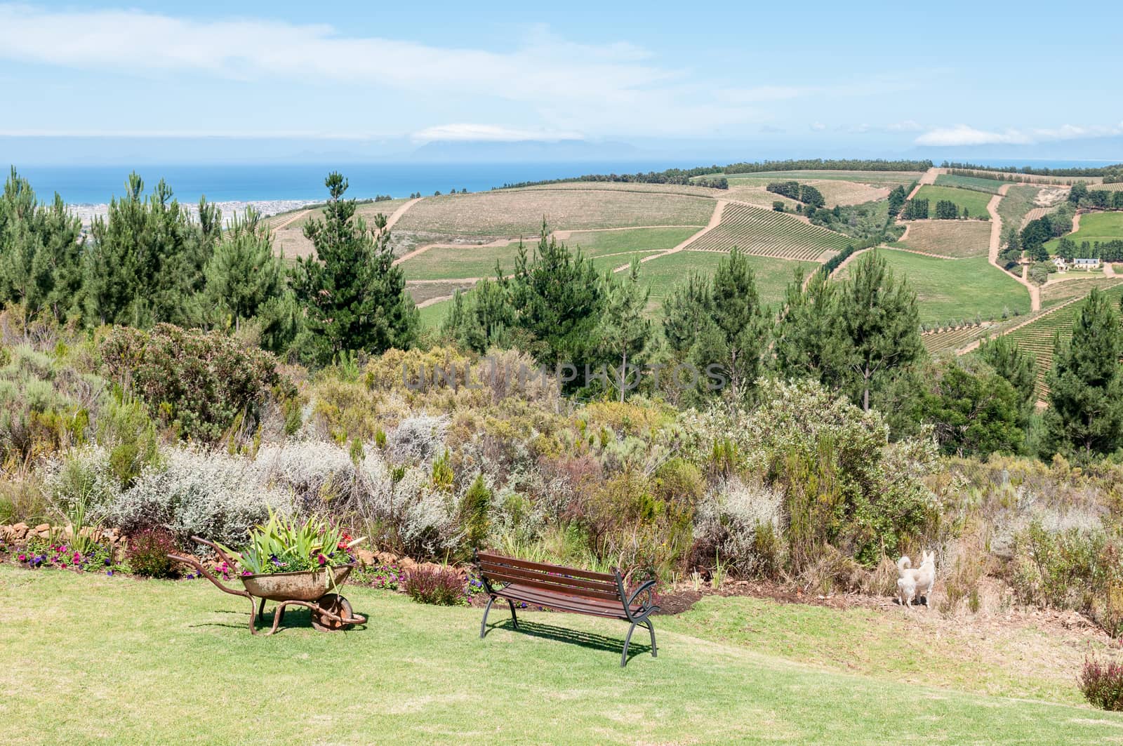 SIR LOWRYS PASS, SOUTH AFRICA - DECEMBER 4, 2014: View near Sir Lowrys Pass. Cape Point is faintly visible across the sea to the left.