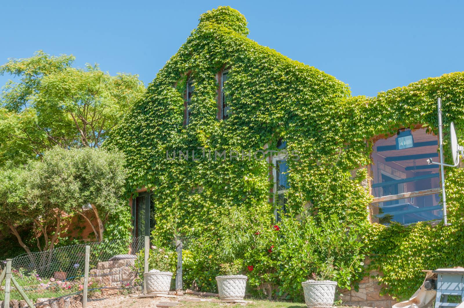 SIR LOWRYS PASS, SOUTH AFRICA - DECEMBER 5, 2014: View of a creeper covering a house. The creeper provides natural air conditioning during summer by preventing the sun from heating up the eastern wall