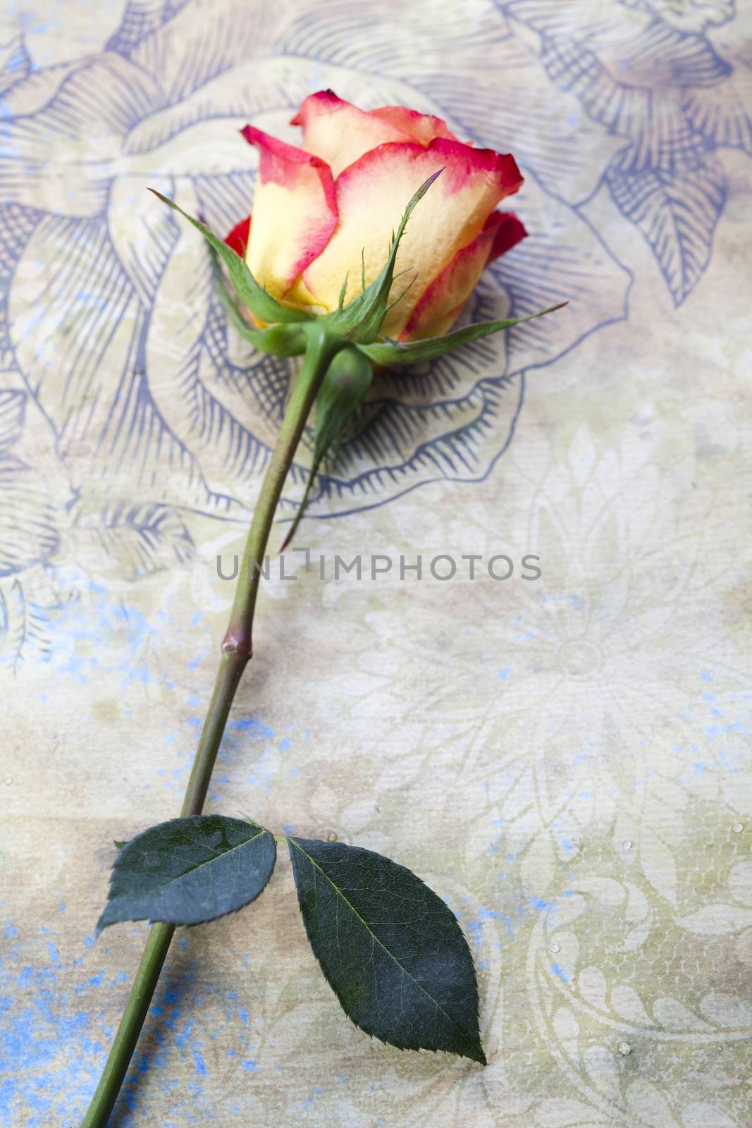 Heart for love, romantic bright tone theme by JanPietruszka