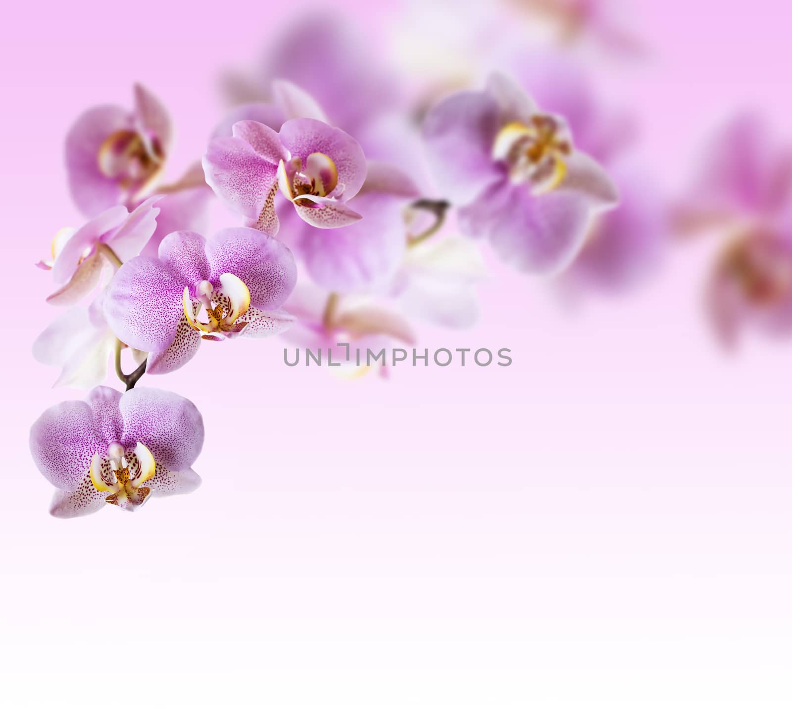 Pink orchid background