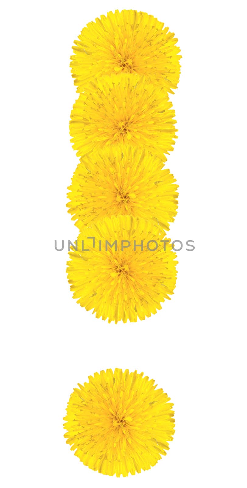 Exclamation sing made from dandelion flower isolated on white background