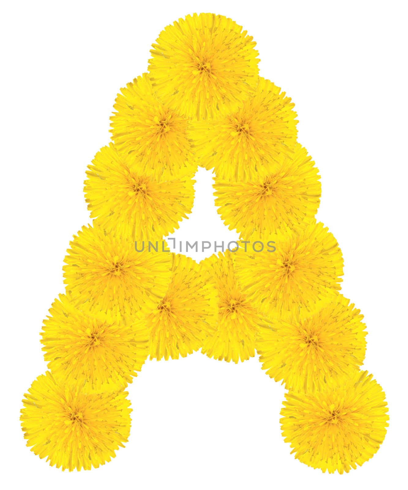 Letter A made from dandelion flowers isolated on white background