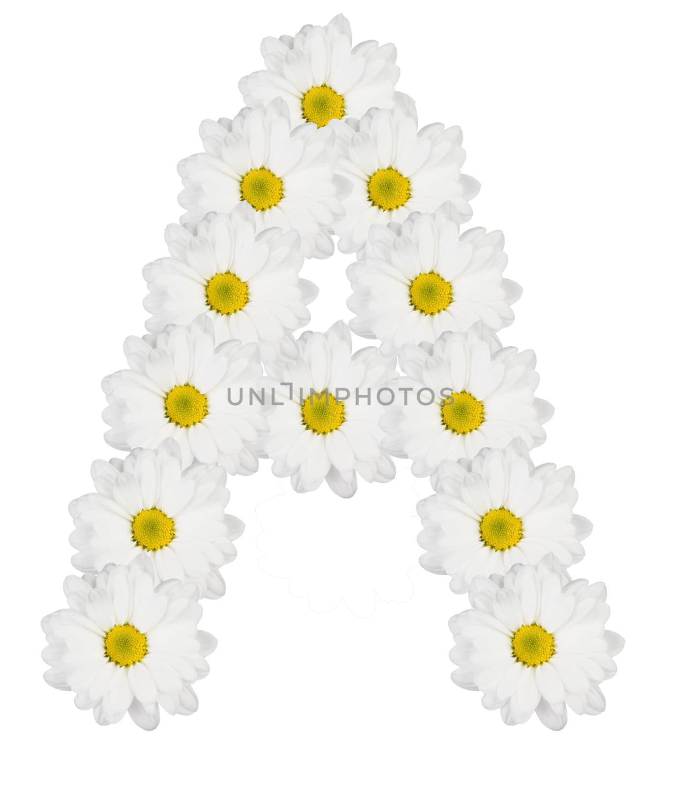 Letter A made from white flowers