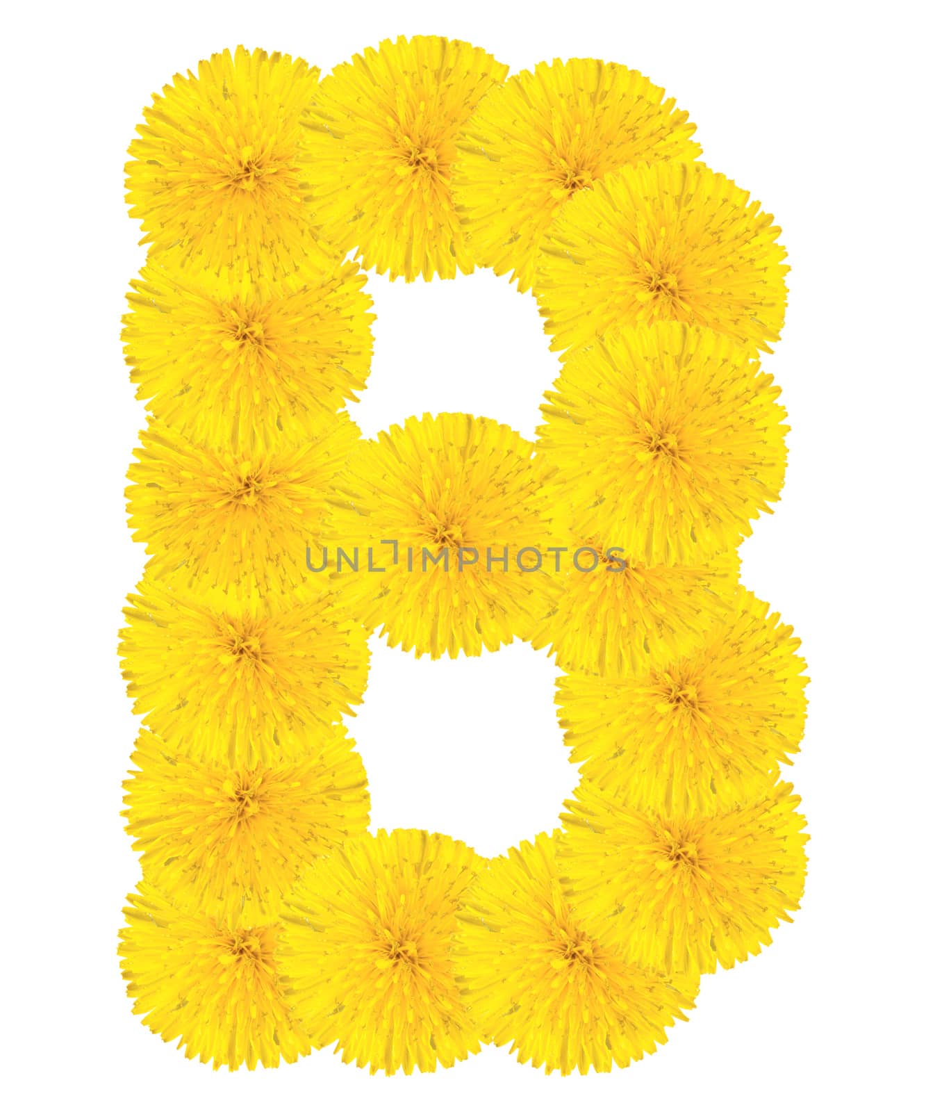 Letter B made from dandelion flowers isolated on white background