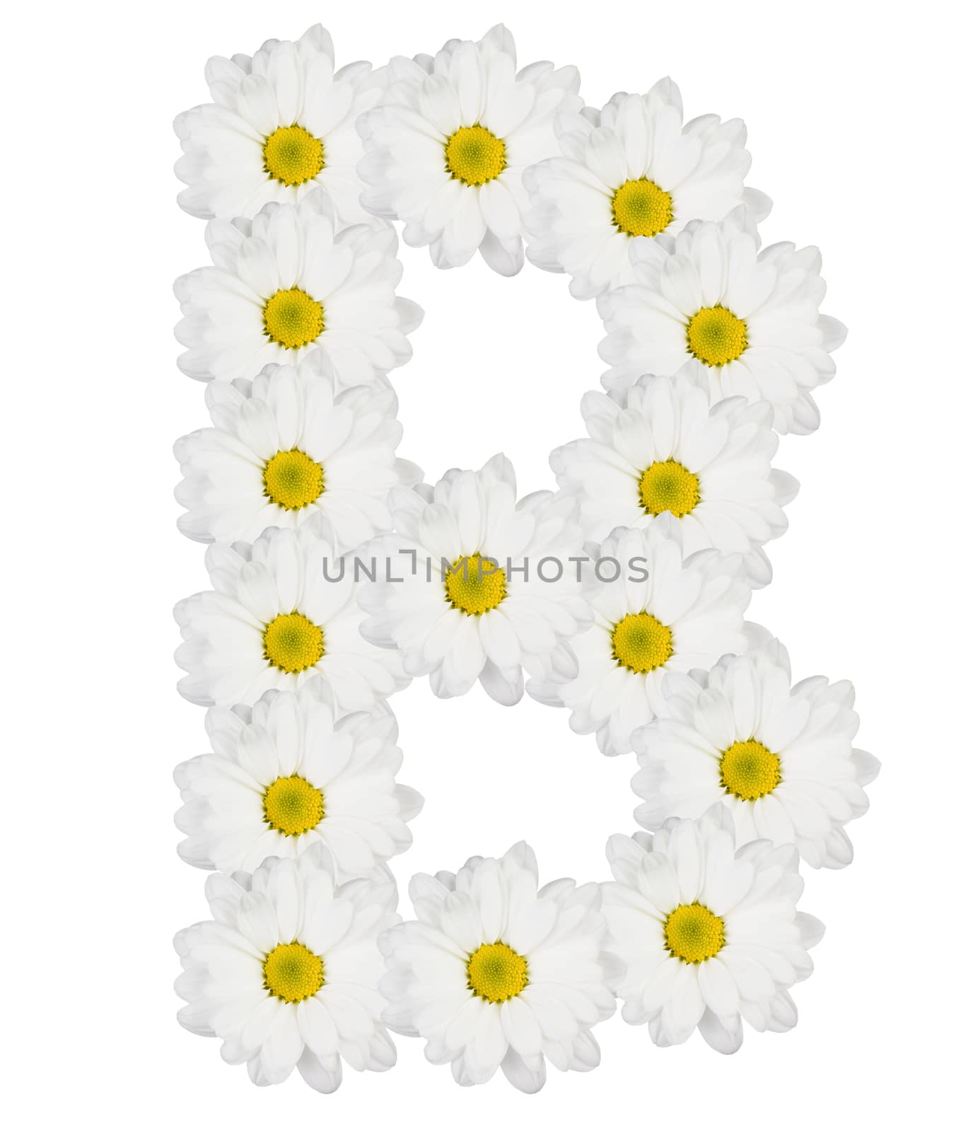 Letter B made from white flowers