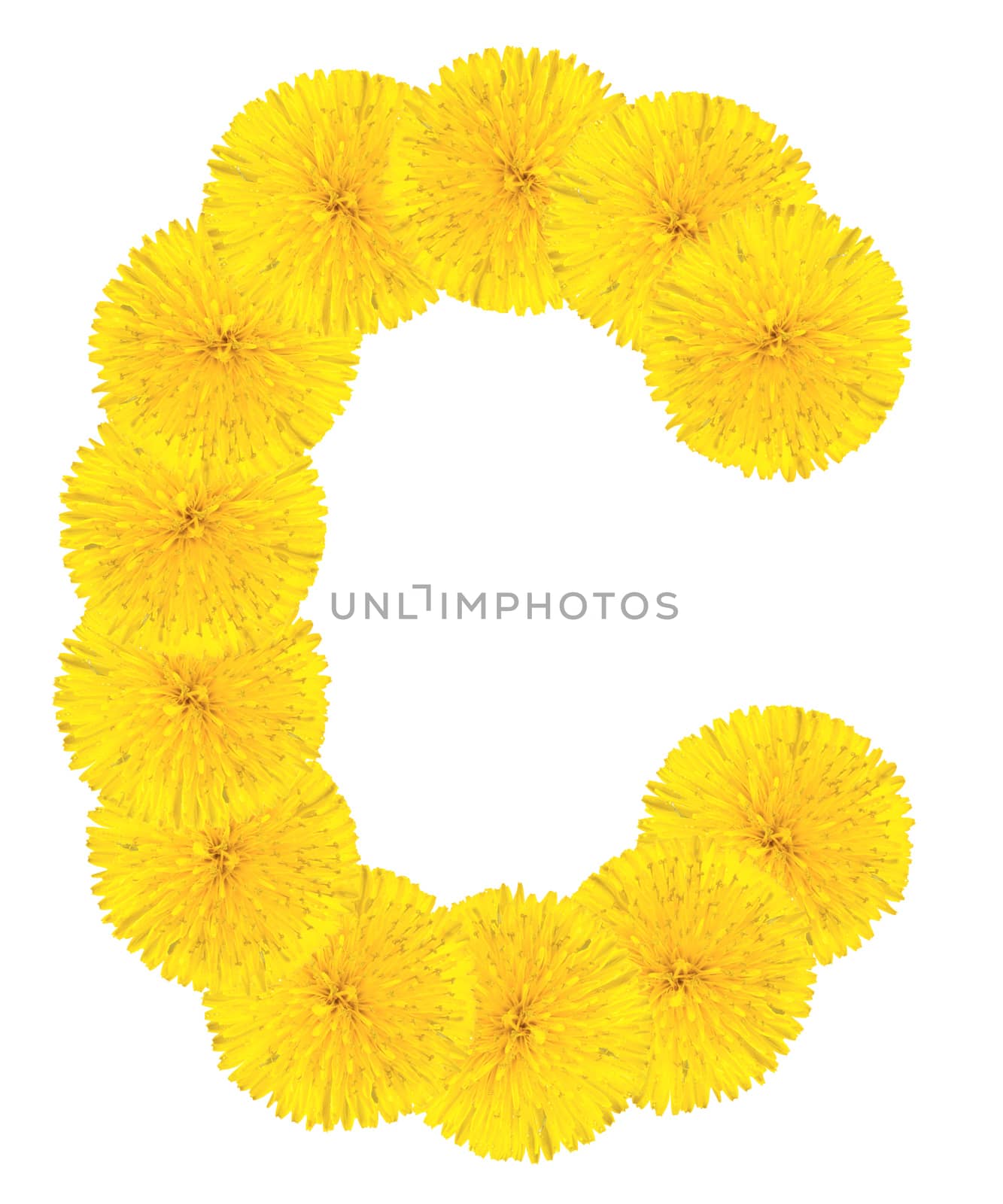 Letter C made from dandelion flowers isolated on white background