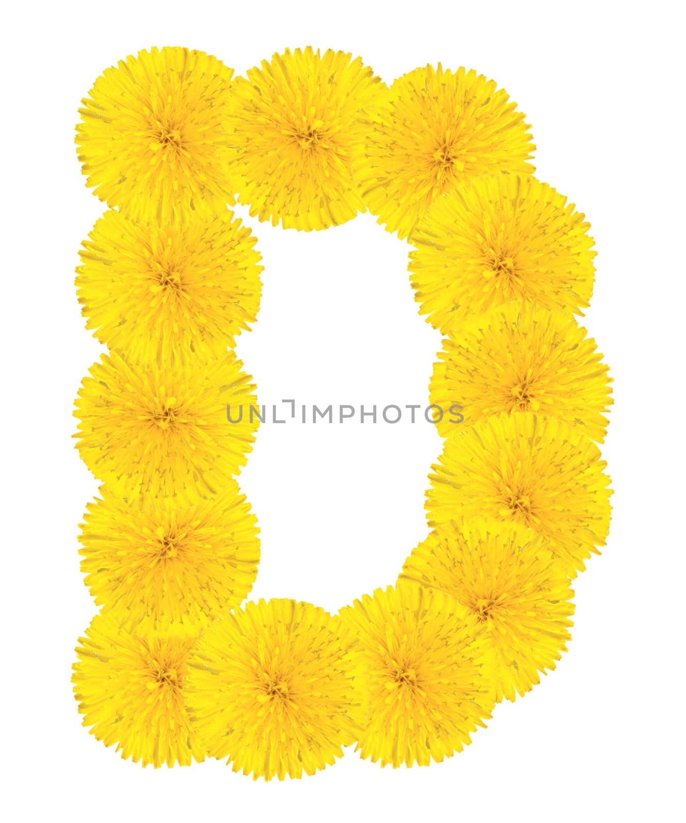 Letter D made from dandelion flowers isolated on white background