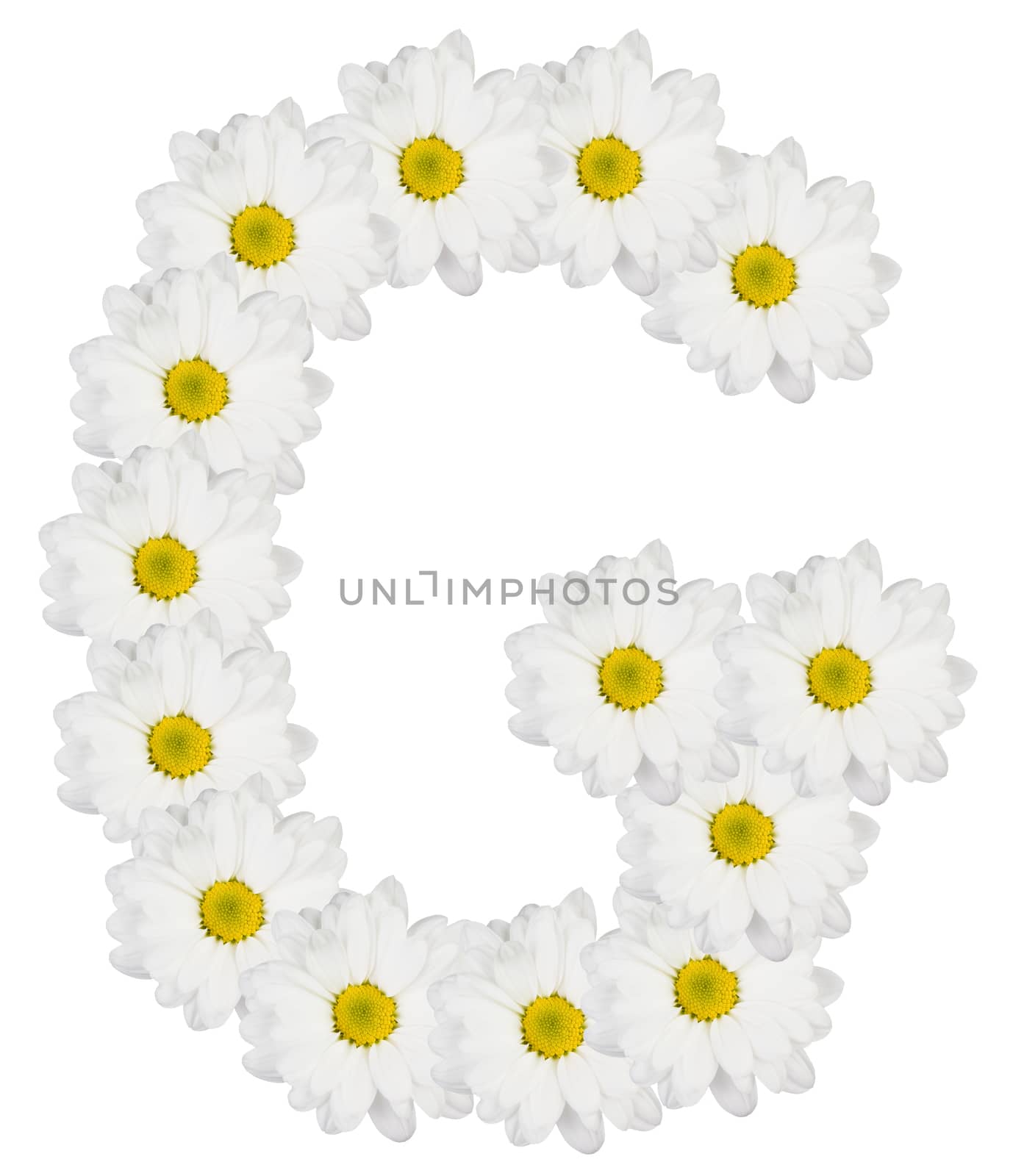 Letter G made from white flowers