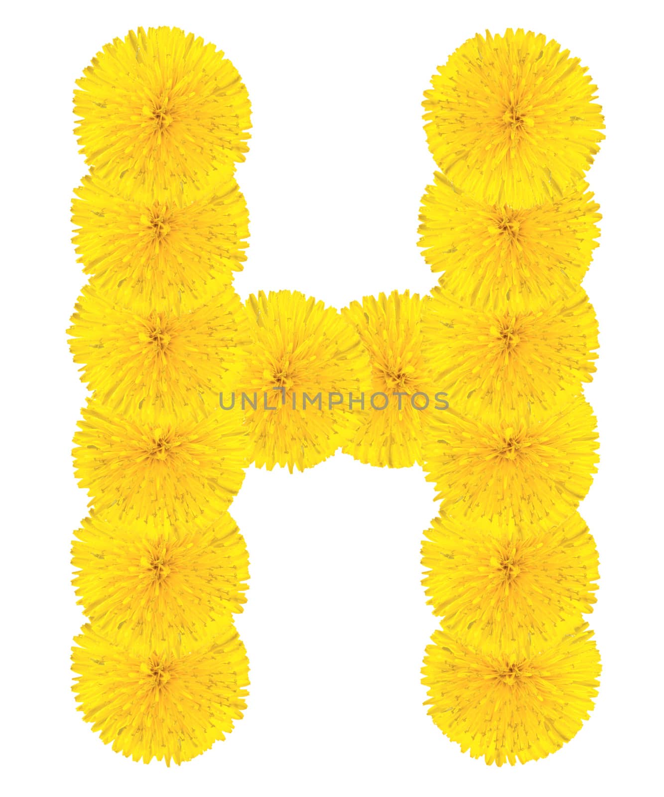 Letter H made from dandelions by Valengilda