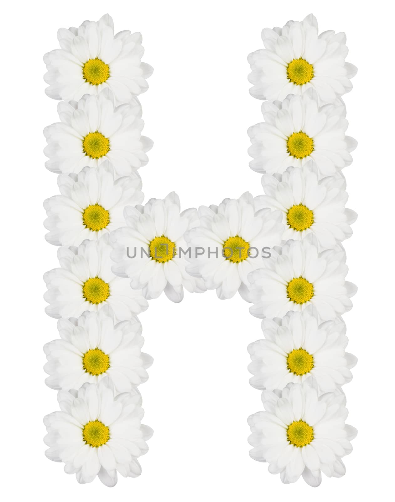 Letter H made from white flowers