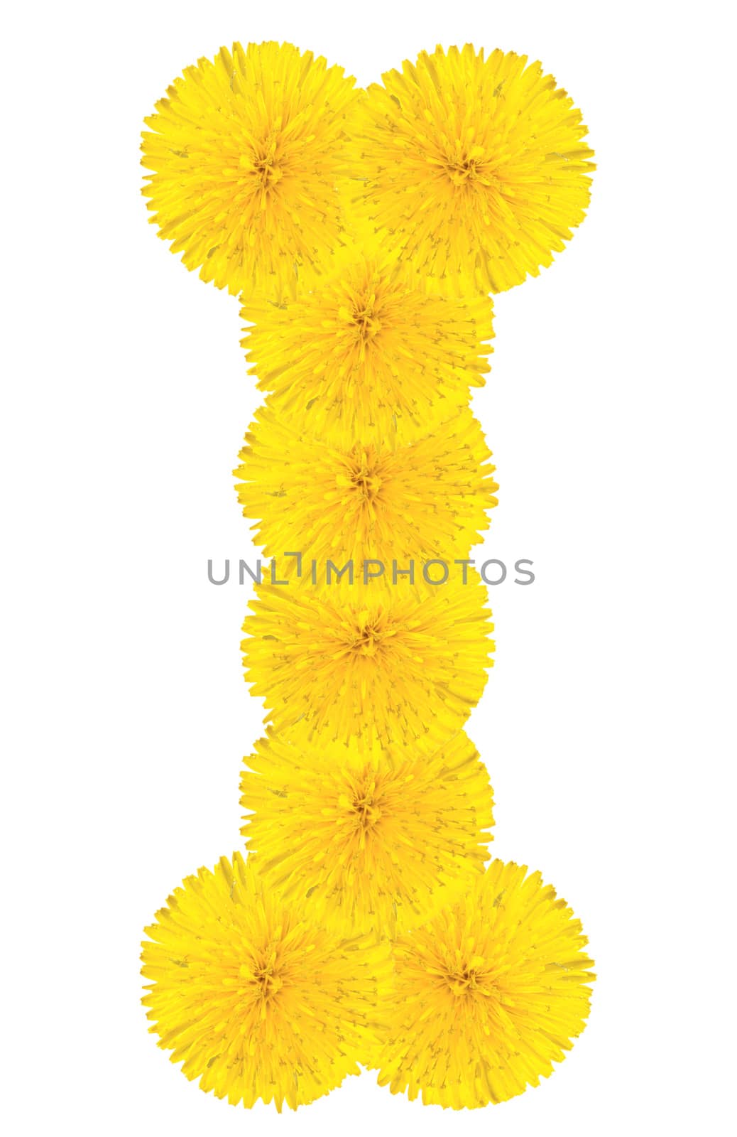 Letter I made from dandelion flowers isolated on white background