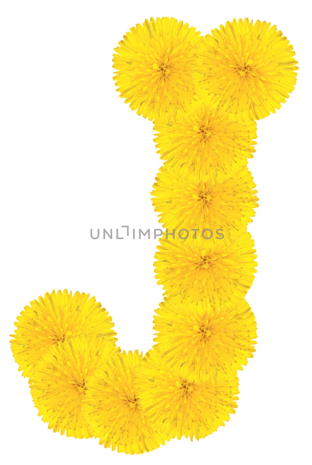 Letter J made from dandelion flowers isolated on white background