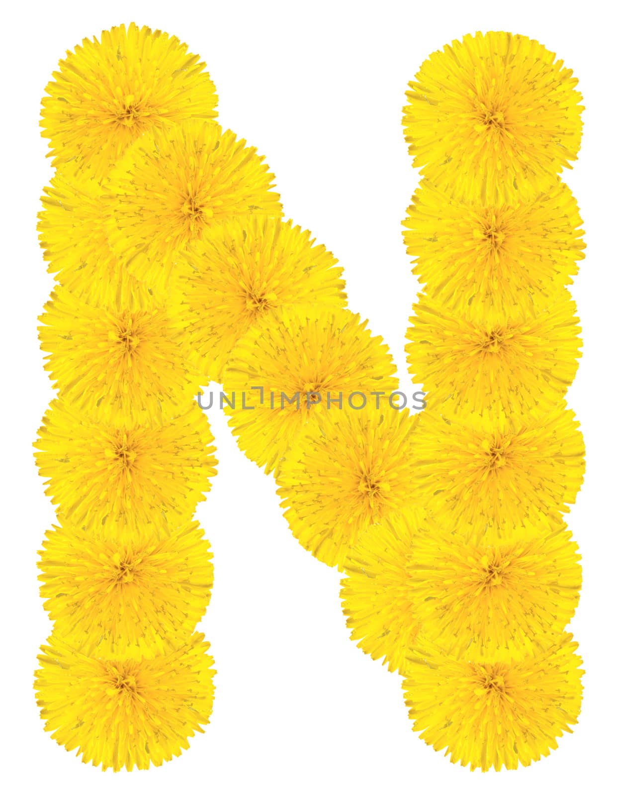 Letter N made from dandelion flowers isolated on white background