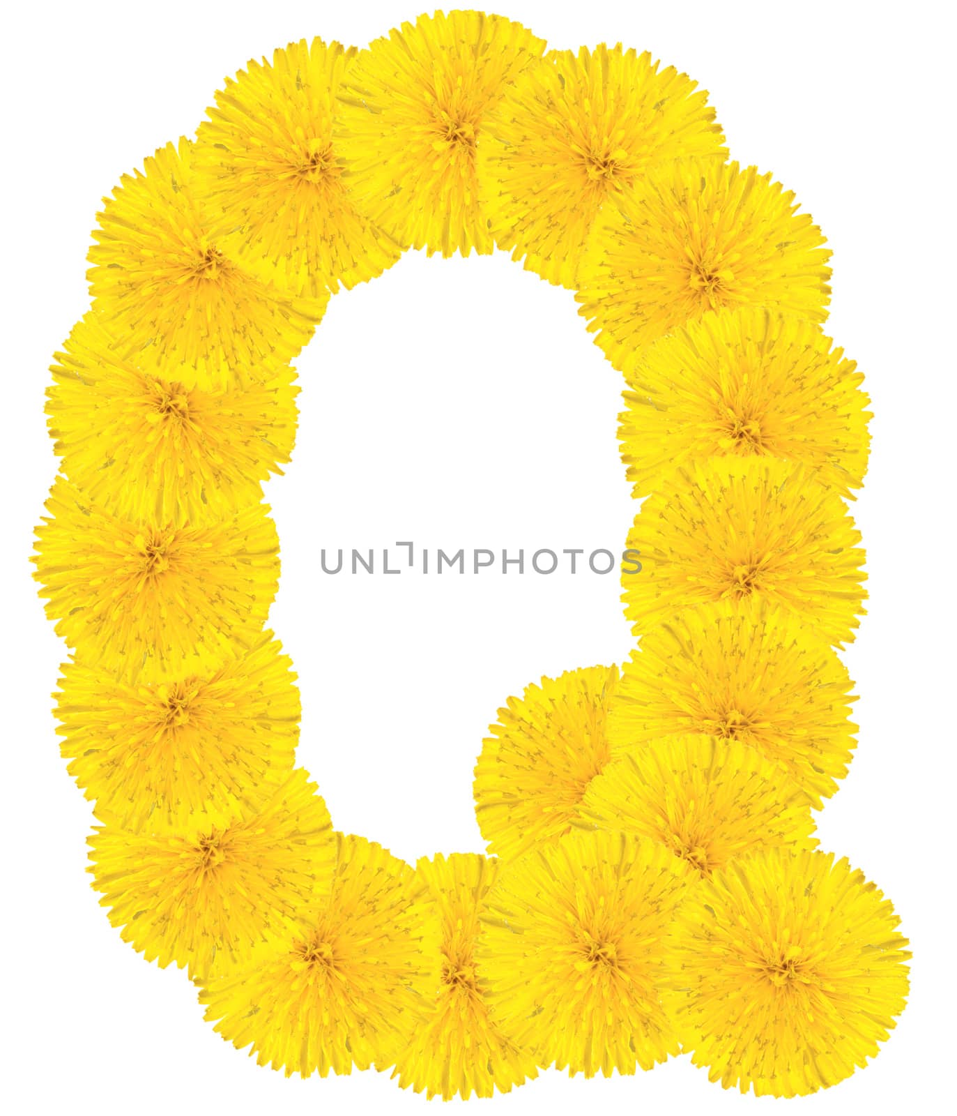 Letter Q made from dandelion flowers isolated on white background